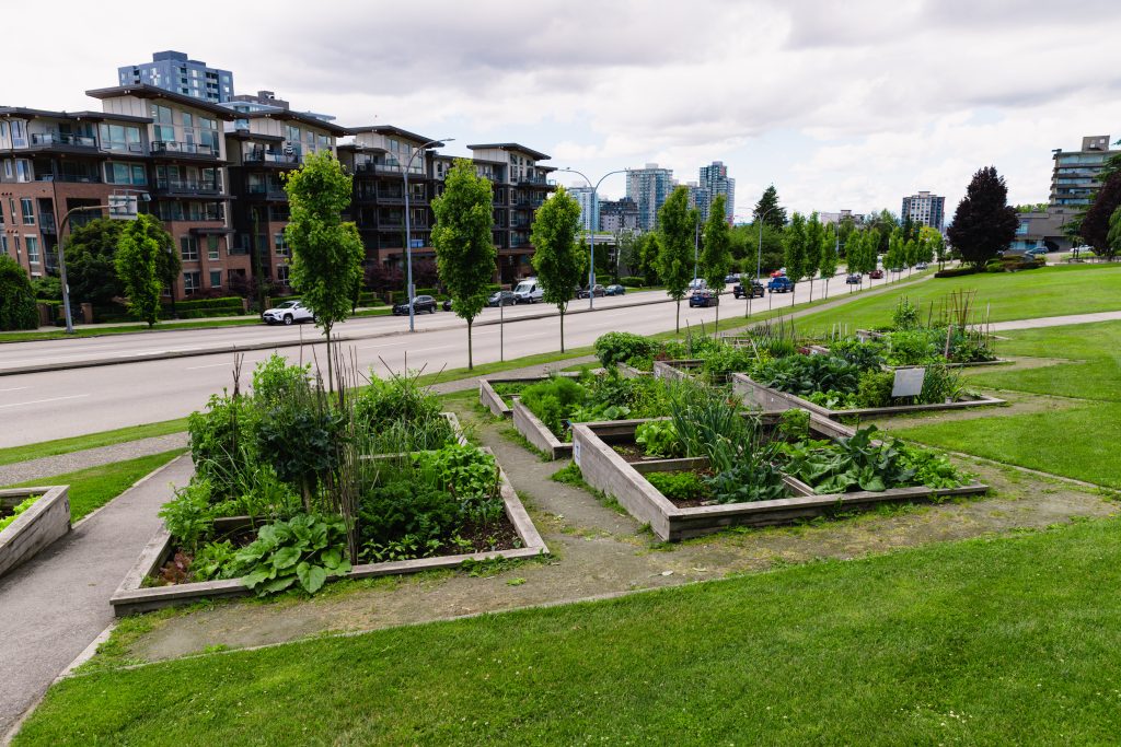 Community garden at City Hall in New Westminster.