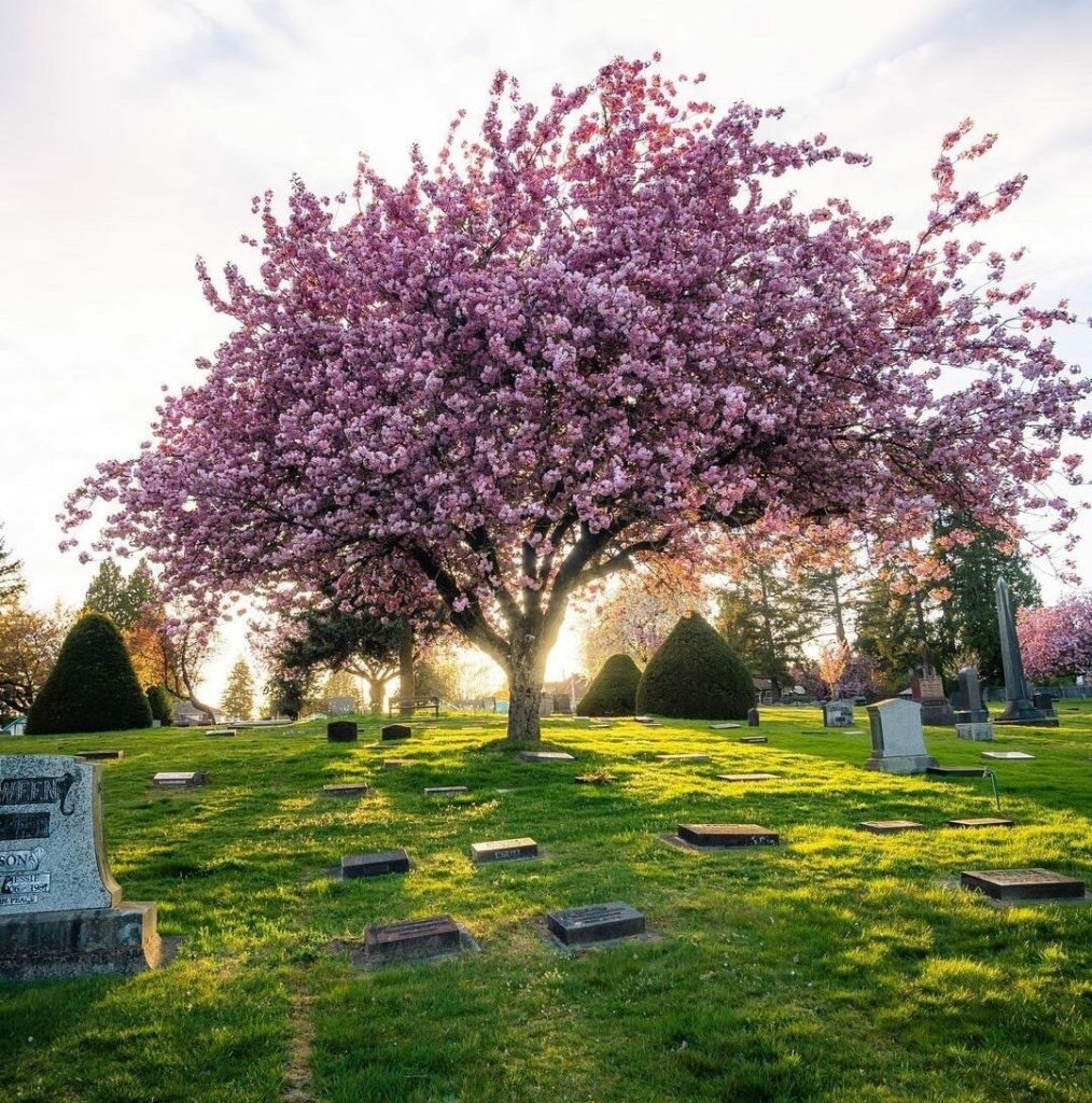 Cherry blossoms in Fraser cemetery during the spring